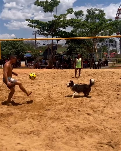 You'd want this dog on your team! 🏐🐕 | SPORTbible