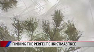 Picking the perfect pine for Christmas