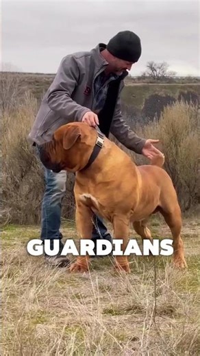 top 5 ancient giant dog breed #retreiver #facts #retrieverbreeds