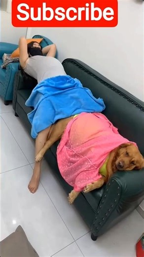 #美女搞笑 #funny #黃狗 #老友狗狗 #pets 2