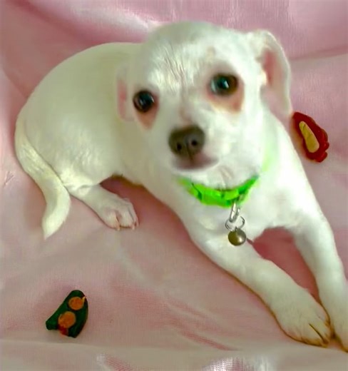 Chihuahua puppy for sale