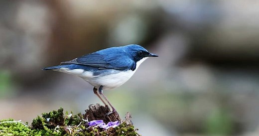 Pourquoi les animaux bleus sont-ils si rares?