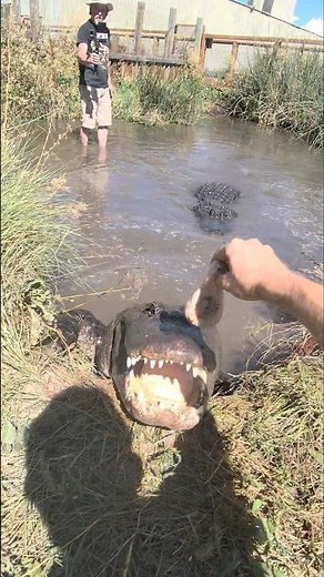 Feeding Foxy the Alligator!