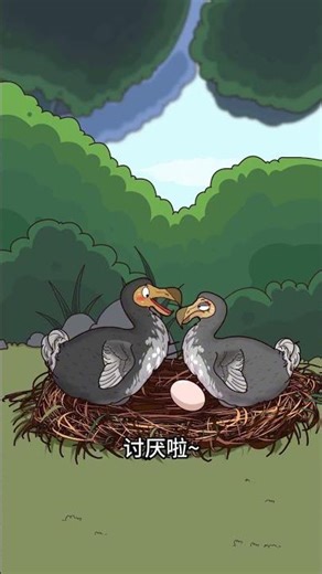 不会飞的鸟，逃不过灭绝的命运啊 #渡渡鸟#轻漫计划#万物皆可达