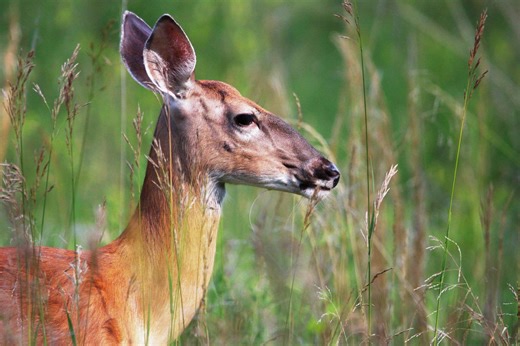 All hands on deck as MDC prepares for start of firearms deer season, CWD testing