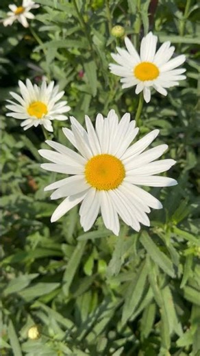 Cúc Shasta (leucanthemum x superbum)