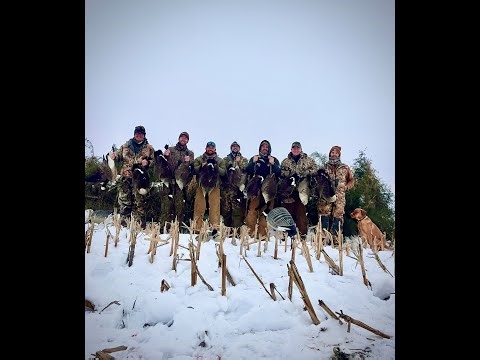 Goose season! Kansas City Missouri Smack down!