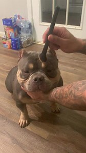 #fyp #badgirl #americanbully #hustle #extremebully #americanbullyofficial #pocketbully #exoticbully #dogs #bully #bully #boss #makeup #dedication #pup