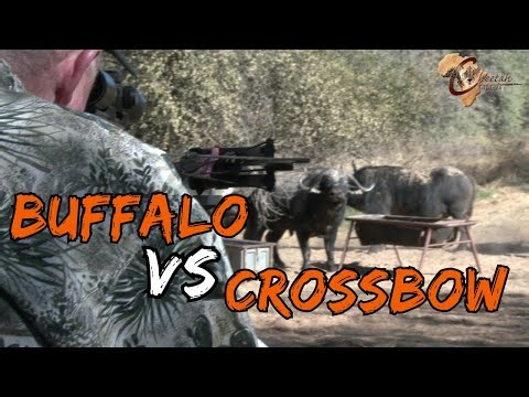 Buffalo vs Crossbow | Heart Pounding African Hunt