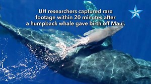 43K views · 1.1K reactions | University of Hawaii at Manoa marine mammal researchers captured rare drone footage within 20 minutes after a mother humpback whale gave birth to her calf off Maui. Pick up Thursday's paper for more or visit www.staradvertiser.com for the full video. Video courtesy of University of Hawaii at Manoa | Honolulu Star-Advertiser | Facebook