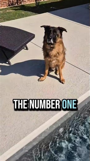 the number on German Shepherd GSD... 🤔😄🐶 #shorts #ytshorts #viral #trending