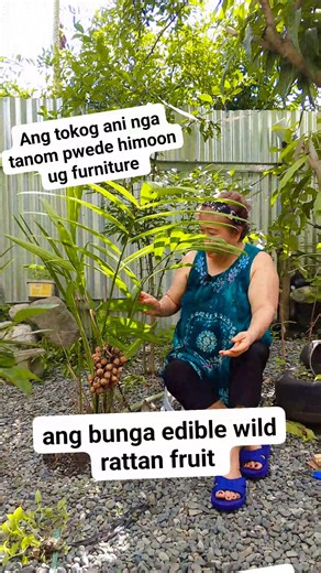 Rattan plant is not a tree, it's climbing palms or vines. The plant produces wild rattan fruit (Kayape, local dialect)which is edible and seasonal. Usually 7 to 10 years guikan pagtanom anha pa mobunga. Mohinog ang bunga 3 to 4 months. #wildrattanfruit #kayape #moreviewersandfollowers | Gina Preston