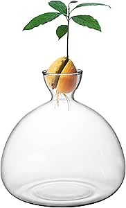 Avocado Tree Growing Kit,Avocado Seed Starter Vase,Glass Plant Pot with Avocado Stickers,Plant Indoor Grow Gardening Gifts