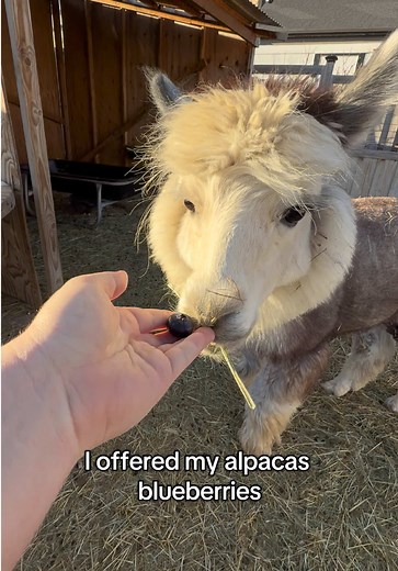 Alpacas Enjoy Blueberries: New Chicks Arrive at Peppergrass Ranch!
