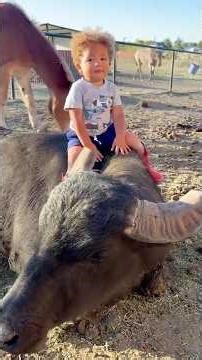 1800-pound buffalo shows his cute side #shorts