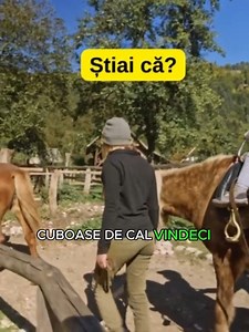101K views · 1.7K reactions | Caii sunt unele din cele mai inteligente animale pe care le poti avea. Dar exista si niste superstitii cu cai! Hai sa le auzi! #viral #fyp #fy #romania #februarie #romaniamagica #foryou #bucuresti #foryoupage #romania #romaniafrumoasa #bucharest #superstitii #romaniamagica #iarna #mituri | Povestea Noastră | Facebook