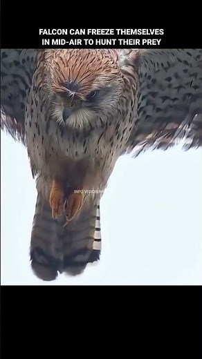 Falcon can freeze themselves in mid-air to hunt their prey #nature #falcon