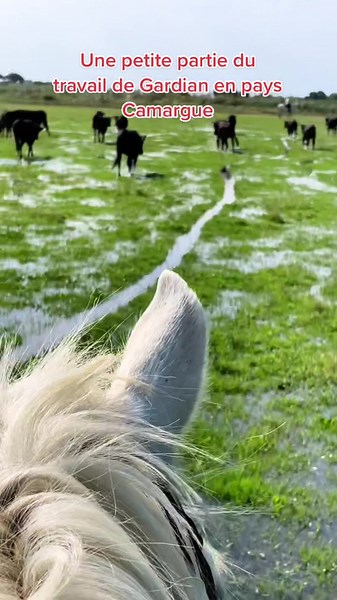 Une petite partie du travail de Gardian en Camargue dans les prés de la Manade des Baumelles #camargue #manade #elevage #travail #taureau #suddelafrance #cheval #horse #bulls #saintesmariesdelamer #coursecamarguaise #passion