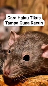 Cara Orang Lama Halau Tikus Menggunakan Bahan2 Semula Jadi #PetuaOrangLama #HalauTikus #RumahBersih #ReelsViral | Linus Eging