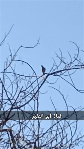 صبحكم الله بالخير والعافية
