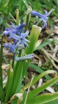 Ζουμπούλια ή ανατολικοί υάκινθοι (Hyacinthus orientalis) στην ακρογιαλιά του χωριού μου