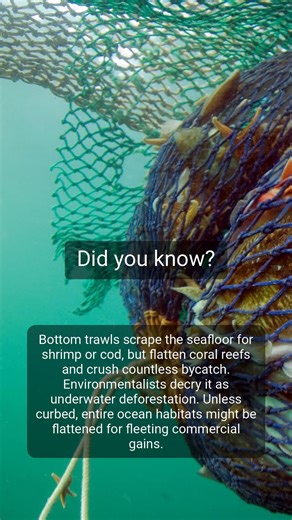 #Trawlers #fishing #marinelife