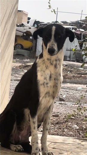 #نصيحة لأبو كلااب لصداقة مع بسيسان 😘 #معالم_سياحية #المنين #cat #animals #المدينه_الترفيهيه #kitten