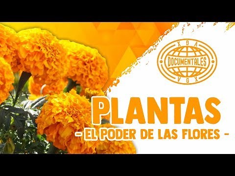 Plantas - El Poder de las Flores - Documental Completo en Español