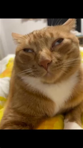 Catstagram | "Did you know? The Cat-Stress-Score is a 1-7 scale scientists use to measure feline stress by simply observing posture, tail position, and... | Instagram