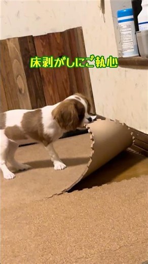 イタズラ知能犯