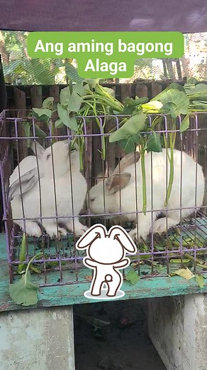 16K views · 189 reactions | Ang aming bagong alaga na sana ay maparami namin #rabbits #pet #farming | Liam Farmboy | Facebook