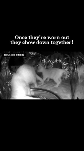 86K views · 3.9K reactions | They play, they pause… listening for mom to return. ✨#catrescue #wintercats #cathouse #communitycats #outdoorcats #catasmr #catshelter #clawsable #rescuecat #feralcats #heatedcathouse | Clawsable | Facebook