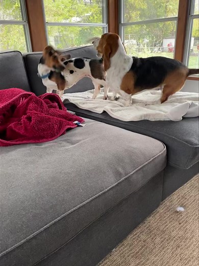 Crystal #920 continues to come out of her shell at her foster home. She really enjoys playing with the resident hounds so she will need a friend in her new home. She’s still a bit shy with her humans, but she gets a little more comfortable every day. If you’re a person willing to give her time and patience so she can live her best life go to https://www.mnbassetrescue.com/ to apply to adopt Crystal. | Minnesota Basset Rescue