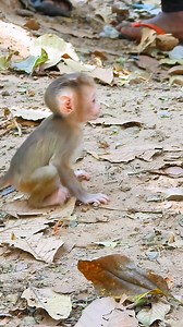 23K views · 357 reactions | Brains and cuteness all in one little baby monkey! #fypシ゚viralシ #reel #monkey #reels #fypviralシ #Animals​ #monkeylily #BMW | Funny Clip | Facebook