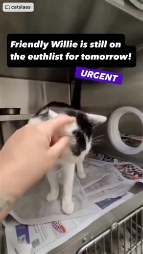 6.2K views · 393 reactions | So happy to report… That Willie was...