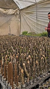 60K views · 10K reactions | Centro de producción de Especies Nativas y Naturalizadas No Invasoras del Norte y altiplano mexicano . En Canoas, Montemorelos N.L México . Del Desierto al bosque en un momento . Pioneros en Producción de Especies Nativas y naturalizadas del Norte y altiplano mexicano . #arboles #arquitecturadelpaisaje #educación #medioambiente | VIVEROS REGIONALES | Facebook