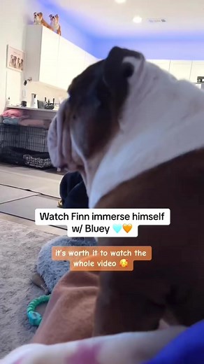 9.7K views · 465 reactions | I heard that Bluey uses colors that dogs can see.. and it did NOT fail. Finn was so into the show for almost 2 mins!! 冀李勇 Bentley was SO unbothered. He was basically asleep the whole time Finn was watching. 藍 #bluey #dogsiblings #englishbulldog #dogreels #doglover | Bentley & Finn | Facebook