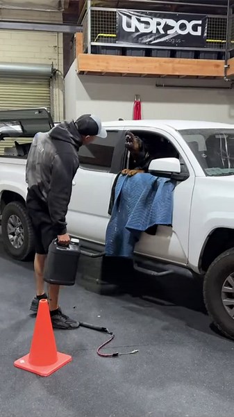 Confident Doberman Shows Off Gentle Training Skills