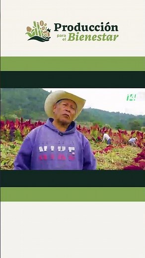 Producción para el bienestar | Amaranto