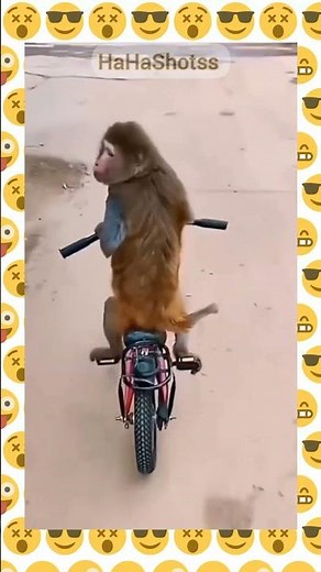 HILARIOUS Monkey Rides Bicycle Like a Pro 😂 #shortsfeed