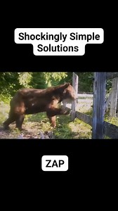 6.2K views · 34 reactions | Shockingly Simple Solutions. Good fences...