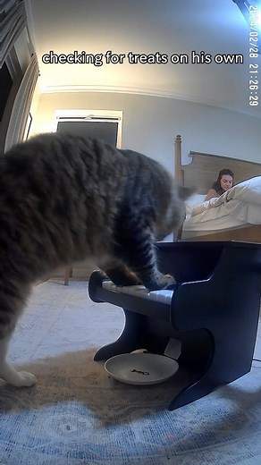 @thepetpiano | Teaching a foster cat to play the piano | Instagram