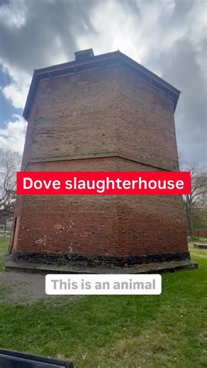 Dovecotes were built by wealthy people to supply themselves and their households with a luxurious food, the tender meat of young pigeons. A pair of dovecote pigeons produced a clutch of two eggs, which they incubated for seventeen days. Later they were eaten after being fattened. These squabs whose wings were clipped were almost as large as the parent birds, as their flying muscles had never been used; consequently their meat was very tender, and was much prized as a delicacy. Squabs could be ro
