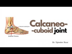 Calcaneocuboid joint