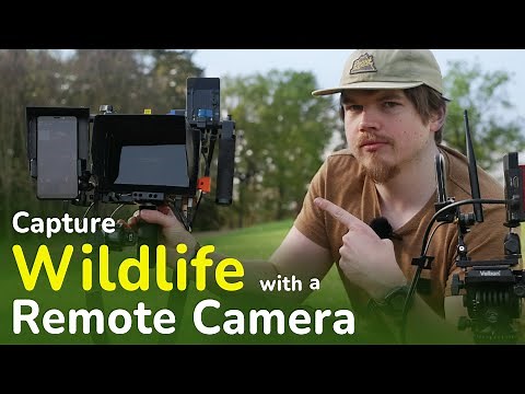 Capture Incredible Wildlife Moments with a Remote Camera - My Low Budget Setup, Tips and Tricks