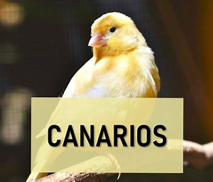 Guía completa de los canarios: tipos, cuidados, alimentación y cría