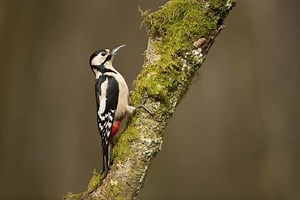 Great spotted woodpecker | The Wildlife Trusts