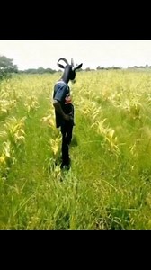 85K views · 276 reactions | Lazy farmer leads to failure #funnymoments #funnyreels #goatfarm #agriculture #edit #farmer #agribusiness #farmlife #farming #GOAT | 헗헼헿헰헮혀 & 헖헵헶헻헮혁혀혃헶 - 헔헴헿헶헕헮혀헲 | Facebook