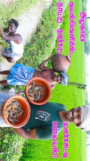 villagecookingtv on Instagram: "Final Part: 6 Country CRAB Catching and Cooking in Agricultural land | Primitive Technology | Mud Pot Cooking #trendingreels #vlogger #villagecooking #entertainment #viral"