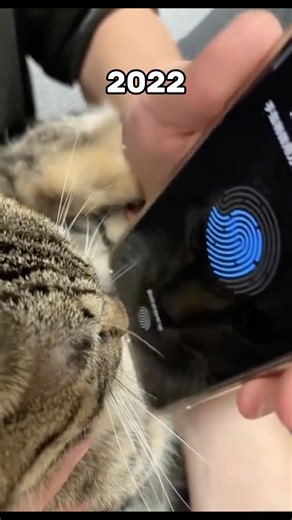 Where Are The Cat Famous Memes Now?💔🕊️ (ThenVsNow) #shorts